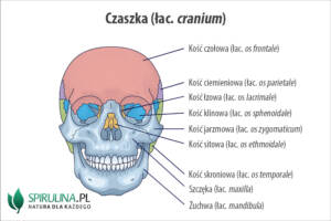 Czaszka (łac. cranium)