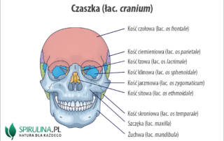 Czaszka (łac. cranium)