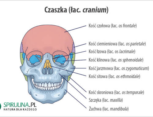 Czaszka