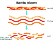 Hydroliza kolagenu