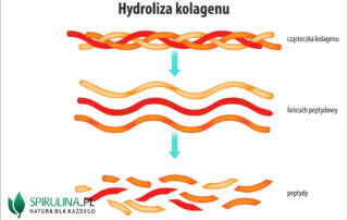 Hydroliza kolagenu