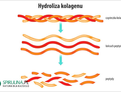 Hydroliza kolagenu