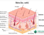 Skóra (łac. cutis)