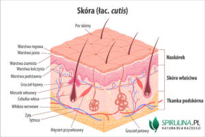 Skóra (łac. cutis)