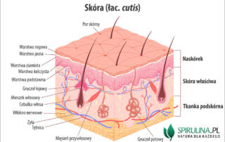 Skóra (łac. cutis)