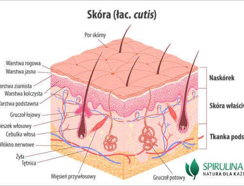 Skóra