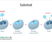 Substrat