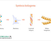 Synteza kolagenu