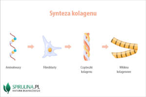 Synteza kolagenu