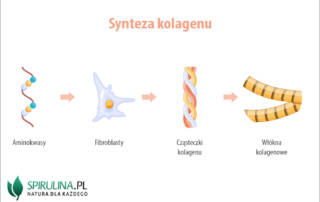 Synteza kolagenu