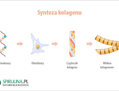 Synteza kolagenu