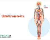 Układ krwionośny