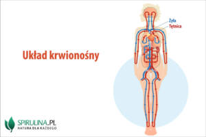 Układ krwionośny