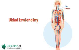 Układ krwionośny