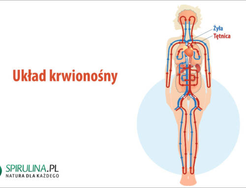 Układ krwionośny