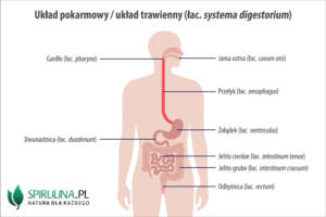 Układ pokarmowy (inaczej: układ trawienny, łac. systema digestorium)