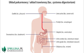 Układ pokarmowy (inaczej: układ trawienny, łac. systema digestorium)