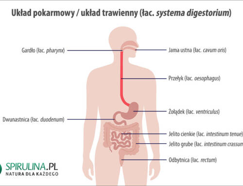 Układ pokarmowy