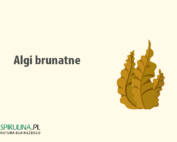 Algi brunatne