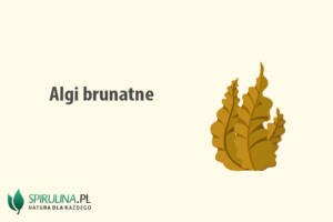 Algi brunatne
