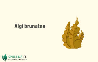 Algi brunatne