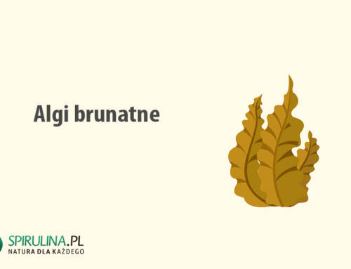 Algi brunatne