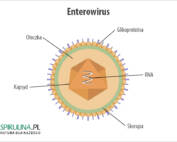 Enterowirusy