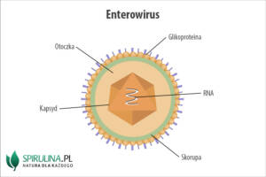 Enterowirusy