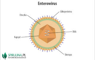 Enterowirusy