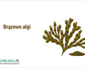 Brązowe algi
