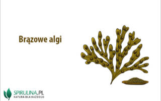 Brązowe algi