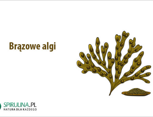 Brązowe algi