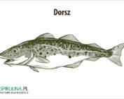 Dorsz