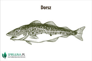 Dorsz