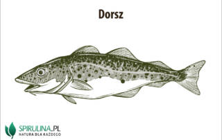 Dorsz