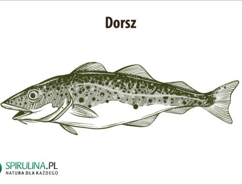 Dorsz