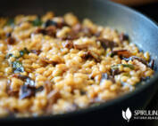 Kaszotto