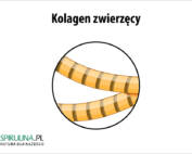 Kolagen zwierzęcy
