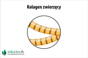 Kolagen zwierzęcy