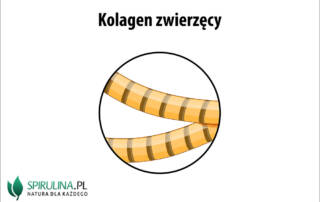 Kolagen zwierzęcy