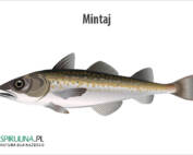 Mintaj