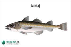 Mintaj