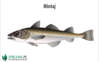 Mintaj