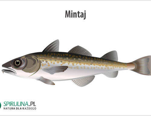 Mintaj