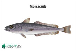 Morszczuk