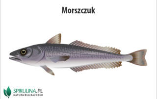 Morszczuk