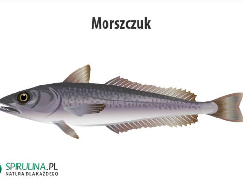 Morszczuk