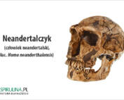 Neandertalczyk (człowiek neandertalski, łac. Homo neanderthalensis)