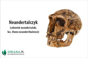 Neandertalczyk (człowiek neandertalski, łac. Homo neanderthalensis)