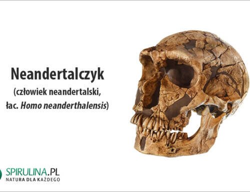 Neandertalczyk